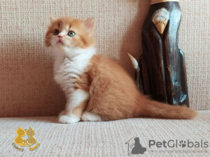 Zdjęcie №2 do zapowiedźy № 8528 na sprzedaż  kot brytyjski długowłosy - wkupić się Federacja Rosyjska od żłobka, hodowca