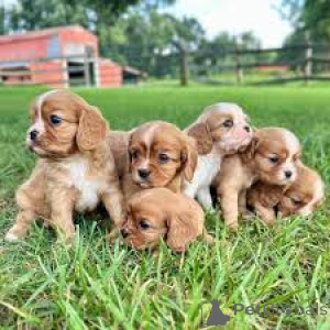 Zdjęcie №1. cavalier king charles spaniel - na sprzedaż w Paryż | 3348zł | Zapowiedź №164754