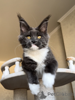 Zdjęcie №3. Silny, ciekawy i lojalny Atlas niesie miłość na swoich potężnych łapach.. Luksemburg