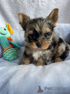 Zdjęcie №1. yorkshire terrier - na sprzedaż w Helsinki | 2392zł | Zapowiedź №163968