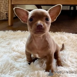 Zdjęcie №1. chihuahua (rasa psów) - na sprzedaż w Berlin | 3109zł | Zapowiedź №172241
