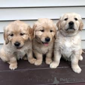 Zdjęcie №1. golden retriever - na sprzedaż w Paryż | 4784zł | Zapowiedź №164746