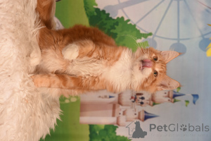 Zdjęcie №4. Sprzedam maine coon w HAIFA. od żłobka - cena - 7624zł