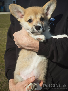 Zdjęcie №2 do zapowiedźy № 95181 na sprzedaż  welsh corgi - wkupić się Białoruś od żłobka