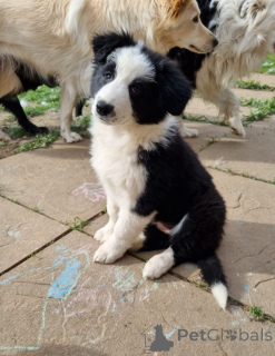 Zdjęcie №3. Border Collie/White Swiss Shepherd Pups. Niemcy
