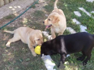 Zdjęcie №1. labrador retriever - na sprzedaż w Lisbon | negocjowane | Zapowiedź №126879