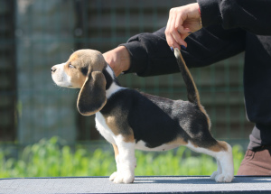 Zdjęcie №1. beagle (rasa psa) - na sprzedaż w Mińsk | 2723zł | Zapowiedź №2906