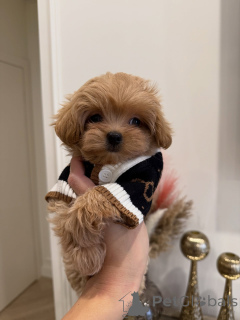 Zdjęcie №2 do zapowiedźy № 163591 na sprzedaż  maltipu - wkupić się Niemcy hodowca