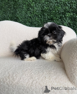 Zdjęcie №3. Acești frumoși Pui Shih Tzu. Rumunia