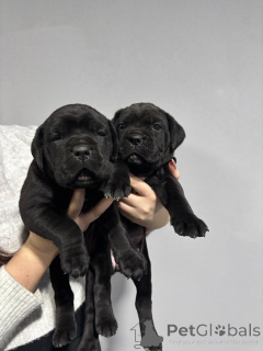 Zdjęcie №4. Sprzedam cane corso w Požarevac. prywatne ogłoszenie - cena - 4784zł