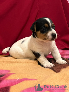 Zdjęcie №1. jack russell terrier - na sprzedaż w Haifa | negocjowane | Zapowiedź №77495