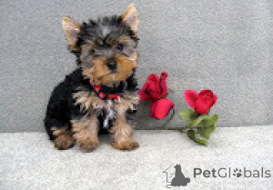 Zdjęcie №1. yorkshire terrier - na sprzedaż w Turyn | negocjowane | Zapowiedź №157933