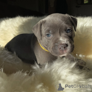 Zdjęcie №2 do zapowiedźy № 171874 na sprzedaż  staffordshire bull terrier - wkupić się Republika Czeska hodowca