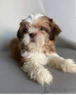 Zdjęcie №3. Prachtige Shih Tzu-puppy's met stamboom Perfecte Gezelschapshonden voor het hele. Belgia