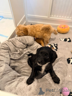 Zdjęcie №1. leonberger - na sprzedaż w Andelst | negocjowane | Zapowiedź №166929