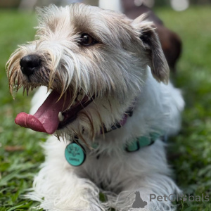 Zdjęcie №1. jack russell terrier - na sprzedaż w Alavus | 2631zł | Zapowiedź №169115