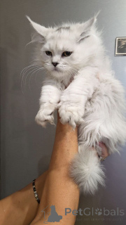 Zdjęcie №4. Sprzedam maine coon w Kalifornia. hodowca - cena - 1622zł