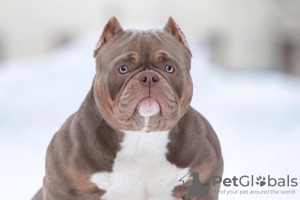 Zdjęcie №1. american bully - na sprzedaż w Krasnodar | 2578zł | Zapowiedź №44283