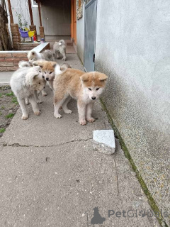 Zdjęcie №2 do zapowiedźy № 162716 na sprzedaż  akita (rasa psa) - wkupić się Serbia 