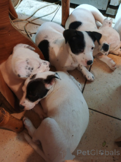 Zdjęcie №4. Sprzedam amerykański staffordshire terier w Kijów. prywatne ogłoszenie - cena - negocjowane