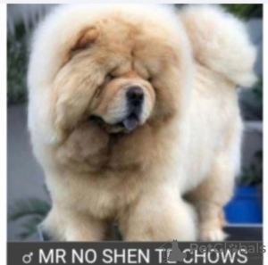 Dodatkowe zdjęcia: Chow Chow szczenięta na sprzedaż