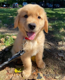 Dodatkowe zdjęcia: Zdrowe, urocze szczenięta golden retriever są już dostępne w sprzedaży