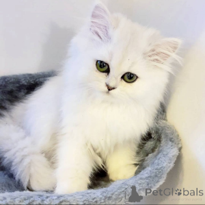 Zdjęcie №1.  - na sprzedaż w Porto | Bezpłatny | Zapowiedź № 162287