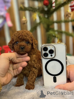 Zdjęcie №1. pudel (zabawka) - na sprzedaż w Barcelona | negocjowane | Zapowiedź №163710