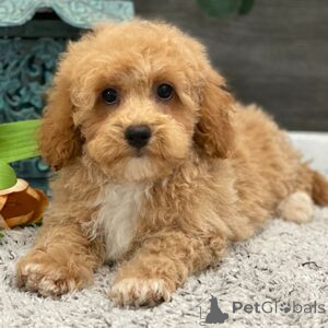 Zdjęcie №1. pies nierasowy - na sprzedaż w Ankum | 1435zł | Zapowiedź №151409