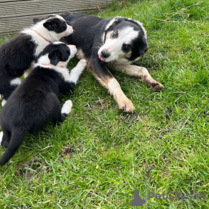 Zdjęcie №2 do zapowiedźy № 42513 na sprzedaż  border collie - wkupić się Niemcy prywatne ogłoszenie