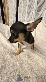 Zdjęcie №3. Chihuahua. Serbia