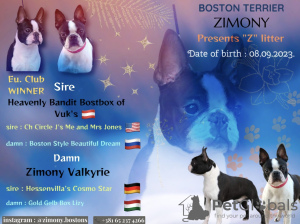 Zdjęcie №1. boston terier - na sprzedaż w Belgrad | negocjowane | Zapowiedź №73359