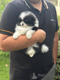 Zdjęcie №2 do zapowiedźy № 163386 na sprzedaż  szpic miniaturowy - wkupić się Polska hodowca