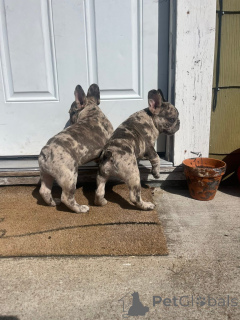 Zdjęcie №1. buldog francuski - na sprzedaż w Miasto Londynu | 1913zł | Zapowiedź №157405