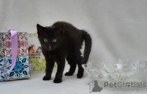 Zdjęcie №3. kocięta rasy maine coon. Niemcy