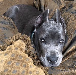 Dodatkowe zdjęcia: Szczenięta Cane Corso