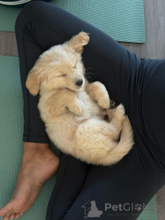 Zdjęcie №3. Entzückende Golden-Retriever-Welpen szukaj w Zuhause!. Niemcy