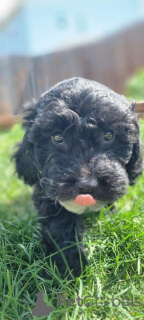 Zdjęcie №2 do zapowiedźy № 149839 na sprzedaż  maltipu - wkupić się Niemcy prywatne ogłoszenie, hodowca