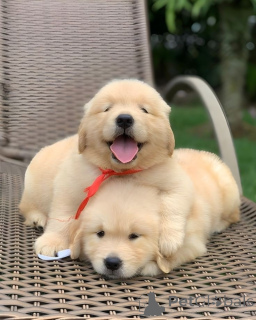 Zdjęcie №1. golden retriever - na sprzedaż w Zagrzeb | negocjowane | Zapowiedź №172561
