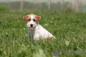 Dodatkowe zdjęcia: szczeniak Jack Russell Terrier