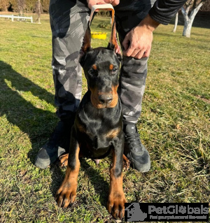 Zdjęcie №4. Sprzedam doberman w Belgrad. hodowca - cena - negocjowane