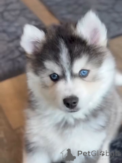 Zdjęcie №3. Sprzedam zdrowe szczenięta niebieskookiego siberian husky. Niemcy