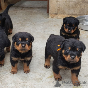 Zdjęcie №1. rottweiler - na sprzedaż w Антверпен | 1884zł | Zapowiedź №120689