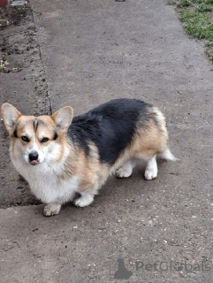 Zdjęcie №2 do zapowiedźy № 161006 na sprzedaż  welsh corgi - wkupić się Serbia hodowca