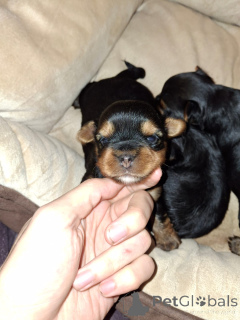 Zdjęcie №4. Sprzedam yorkshire terrier biewer, bichon frise, yorkshire terrier, maltańczyk, maltipu, szpic miniaturowy, pudel (krasnolud), pudel (royal), pudel (zabawka) w Helsinki. prywatne ogłoszenie, od żłobka - cena - 3348zł