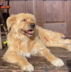 Zdjęcie №2 do zapowiedźy № 158139 na sprzedaż  pies nierasowy - wkupić się Federacja Rosyjska prywatne ogłoszenie