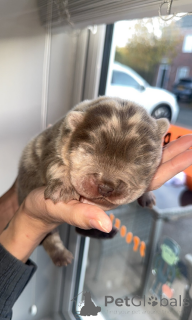 Zdjęcie №2 do zapowiedźy № 161341 na sprzedaż   - wkupić się Węgry 