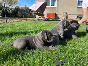 Zdjęcie №3. Cane-Corso-Welpen zu vermitteln.. Niemcy