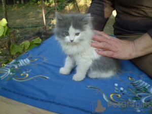 Zdjęcie №1. kot syberyjski - na sprzedaż w Charków | negocjowane | Zapowiedź № 7711