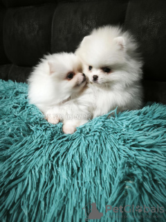 Zdjęcie №2 do zapowiedźy № 133675 na sprzedaż  szpic miniaturowy - wkupić się Gruzja prywatne ogłoszenie, od żłobka, hodowca